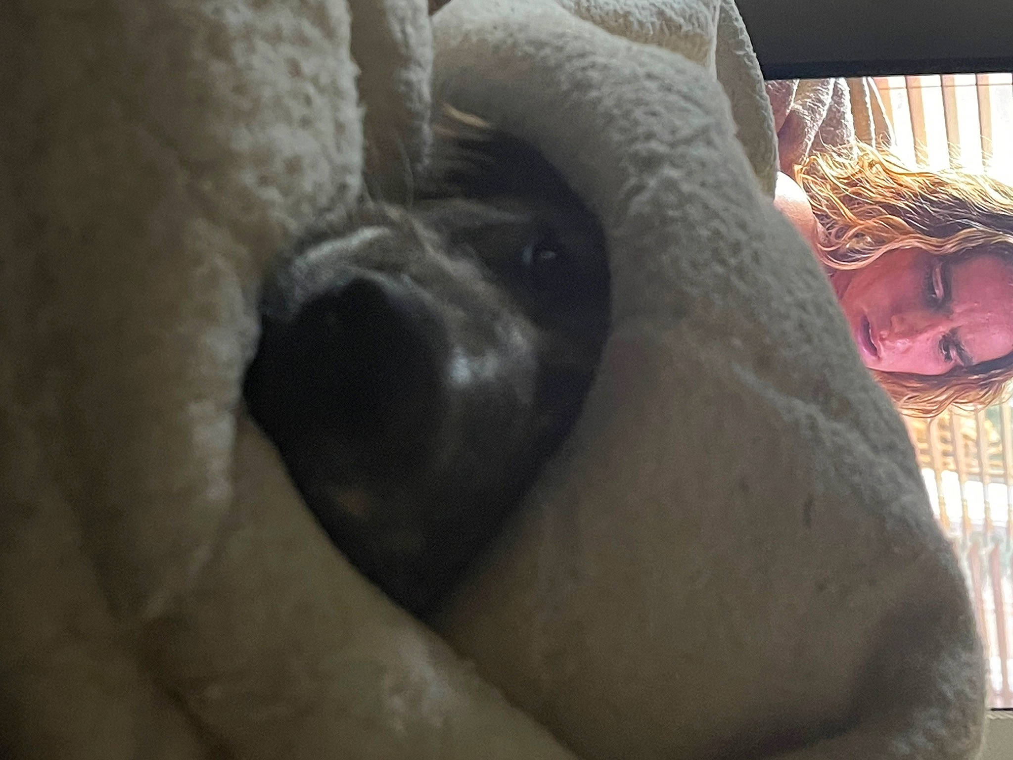 Koda joined the competition — help win amazing prizes! art, comfort, fawn, felidae, flooring, foot, fur, hair, human_body, human_leg, linens, nose, sculpture, snout, statue, thigh, toy, whiskers, wood, wrinkle