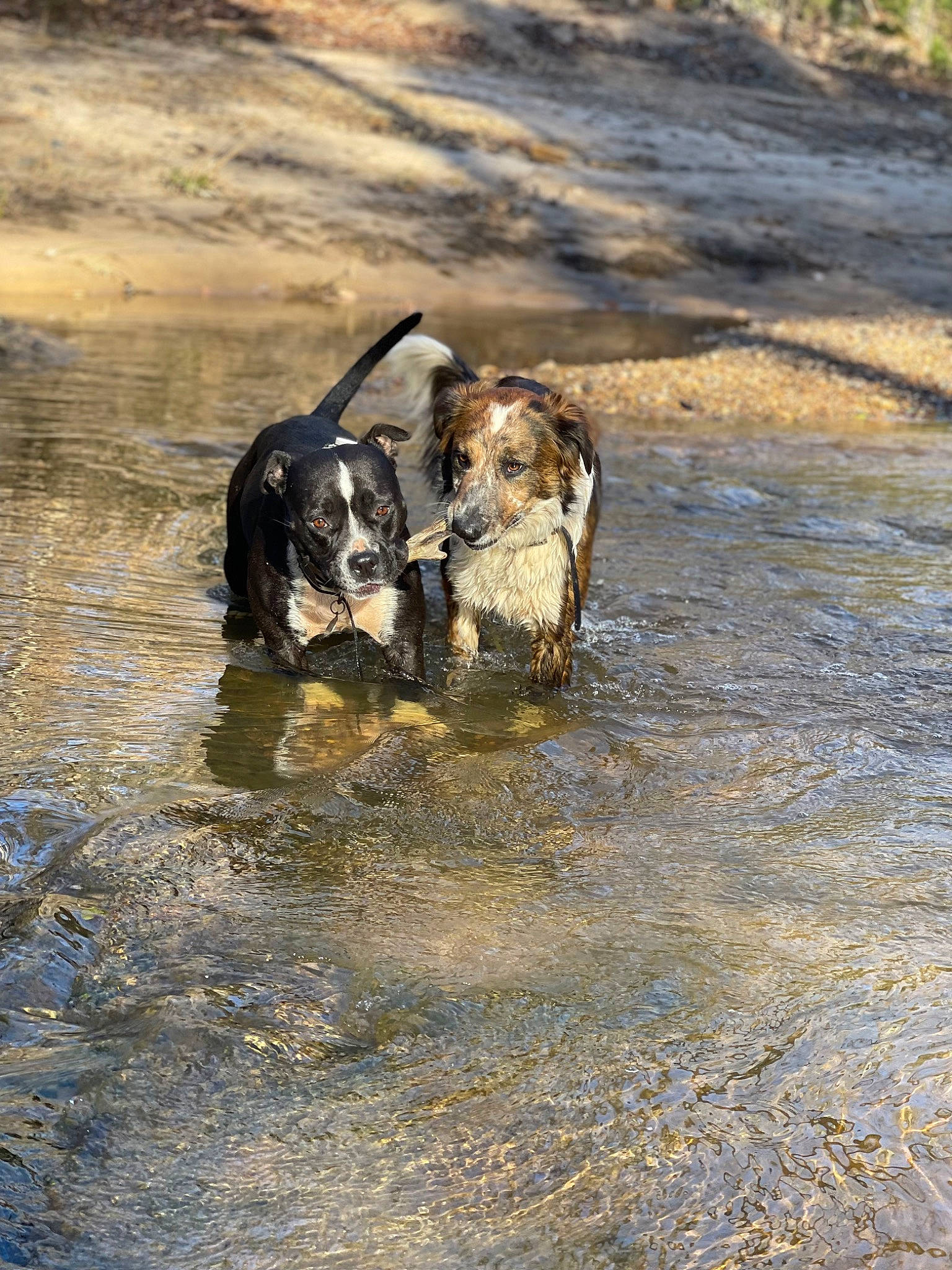 Koda joined the competition — help win amazing prizes! body_of_water, canidae, carnivore, dog, dog_breed, guard_dog, hunting_dog, lake, ocean, pack_animal, rock, soil, sporting_group, terrestrial_animal, water, wave, wildlife, wood, working_animal, working_dog