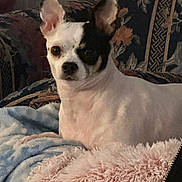 Snuggles is registered to the contest to win money with this photo: alert, animal, black_and_white, blanket, chihuahua, comfort, cozy, cushion, dog, ears, face, fur, furniture, home, indoor, looking, pet, relaxed, small_dog, sofa