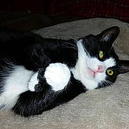 Mittsie is registered to the contest to win money with this photo: