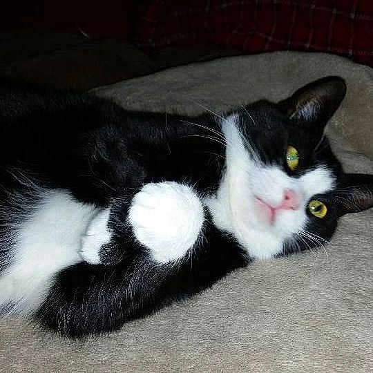 Mittsie