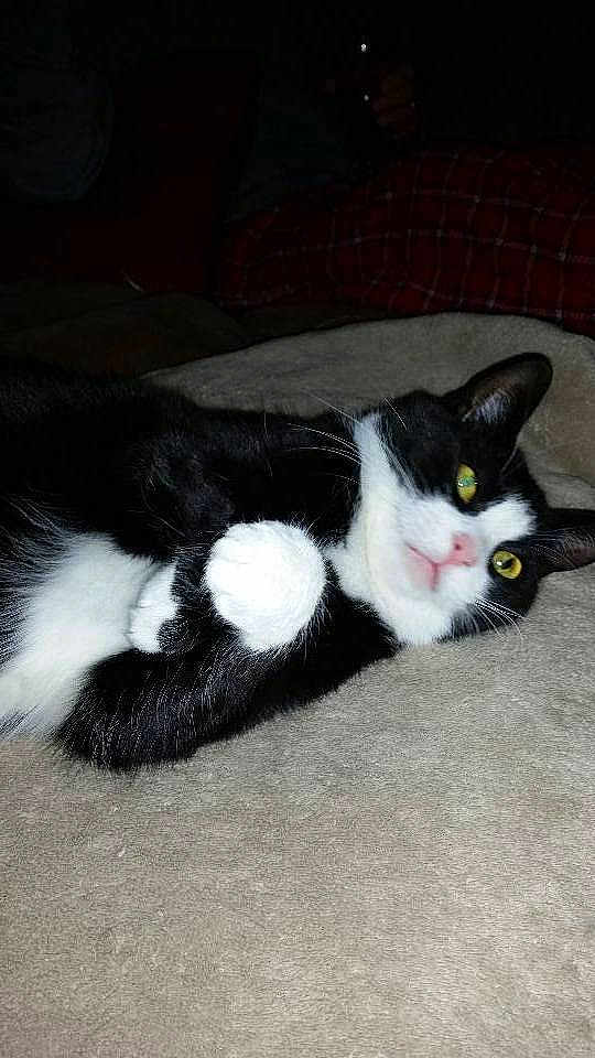 Mittsie