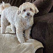 Jasleen is registered to the contest to win money with this photo: dog, curly_fur, white_dog, blanket, couch, indoor, pet, curious, cozy, furniture, brown, soft_texture, animal, companion, domestic, canine, looking_at_camera, home, living_room, cute