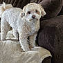 dog, curly_fur, white_dog, blanket, couch, indoor, pet, curious, cozy, furniture, brown, soft_texture, animal, companion, domestic, canine, looking_at_camera, home, living_room, cute