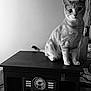 cat, vintage_radio, furniture, indoor, pet, curious, black_and_white, animal, domestic_cat, sitting, ears, whiskers, tabletop, retro, technology, household, radio_dial, knobs, cords, papers