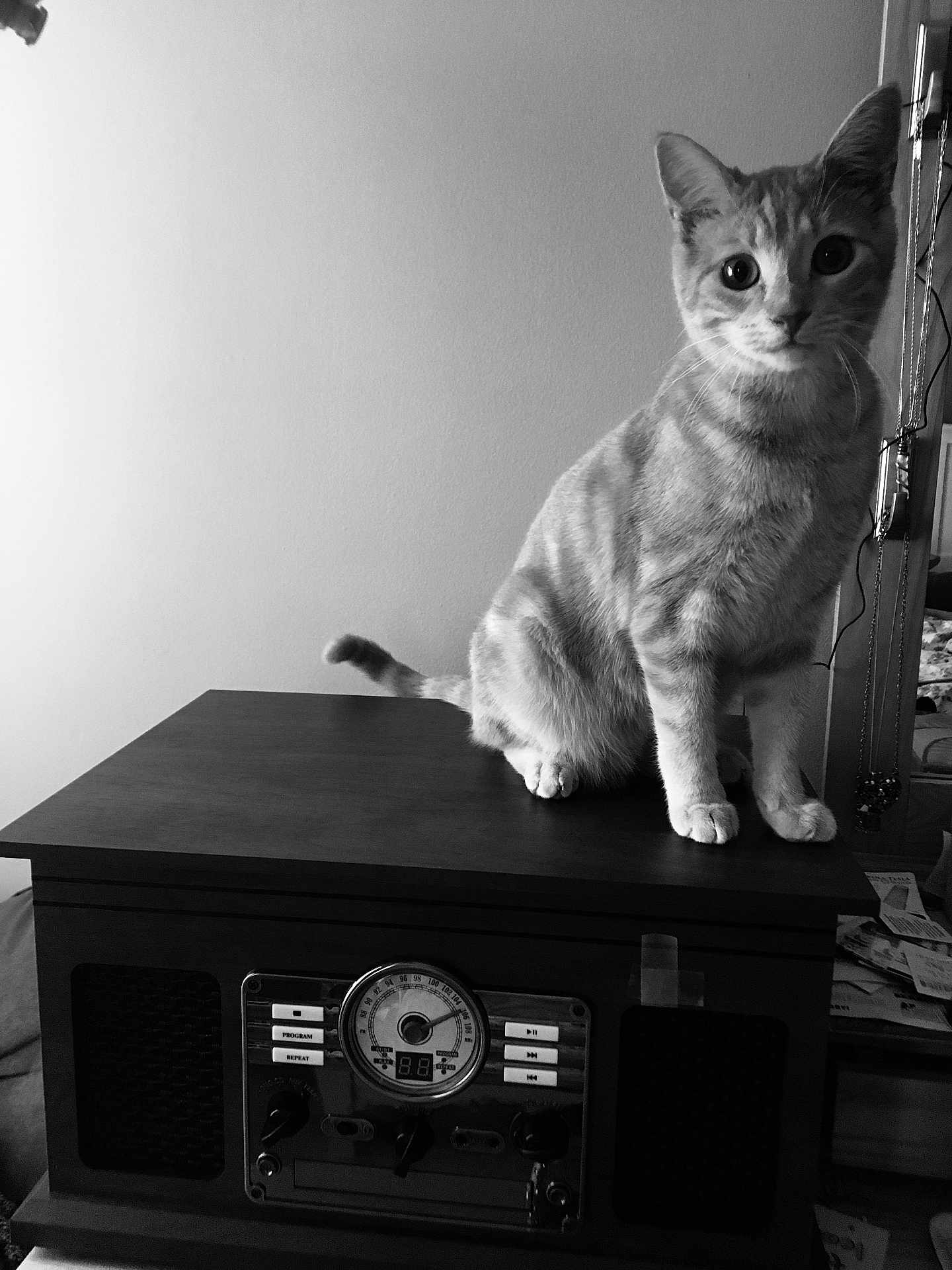 Tommy joined the competition — help win amazing prizes! cat, vintage_radio, furniture, indoor, pet, curious, black_and_white, animal, domestic_cat, sitting, ears, whiskers, tabletop, retro, technology, household, radio_dial, knobs, cords, papers