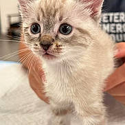Pudge joined the competition — help win amazing prizes! kitten, cat, pet, close_up, whiskers, blue_eyes, fur, paw, human_hand, indoor, domestic, adorable, portrait, young, feline, holding, table, soft_texture, background_blur, curious