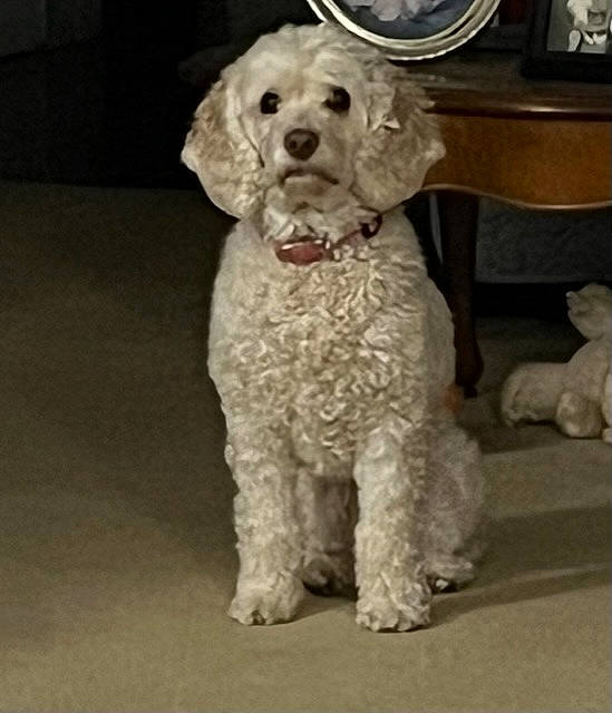 Biscuit is registered to the contest to win money with this photo: carnivore, companion_dog, dog, dog_breed, dog_collar, drawer, flooring, fur, labradoodle, liver, maltepoo, non_sporting_group, pattern, poodle, snout, spaniel, terrier, toy_dog, water_dog, working_animal