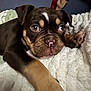 bedding, blanket, brown_coat, close_up, cozy, cute, dog, domestic_animal, eyes, floppy_ears, indoor, looking_at_camera, nose, paw, pet, portrait, puppy, resting, tan_markings, wrinkled_face