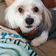Rebel is registered to the contest to win money with this photo: dog, white_dog, fluffy, small_dog, pet, animal, portrait, close_up, face, eyes, nose, long_fur, shaggy, collar, sweater, couch, blanket, indoors, cozy, cute