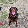 dog, chocolate_labrador, labrador_retriever, pet, tongue_out, sitting, collar, pink_collar, happy, outdoor, park, dirt, grass, leash, toy, play, canine, portrait, close_up, paws