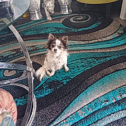 Muzzy joined the competition — help win amazing prizes! dog, small_dog, long_haired_dog, chihuahua, pet, patterned_rug, teal_rug, living_room, glass_coffee_table, metal_table_leg, decorative_statue, glitter_statue, yellow_chair, framed_photo, floor, pet_collar, cute_face, sitting, indoor, home_decor