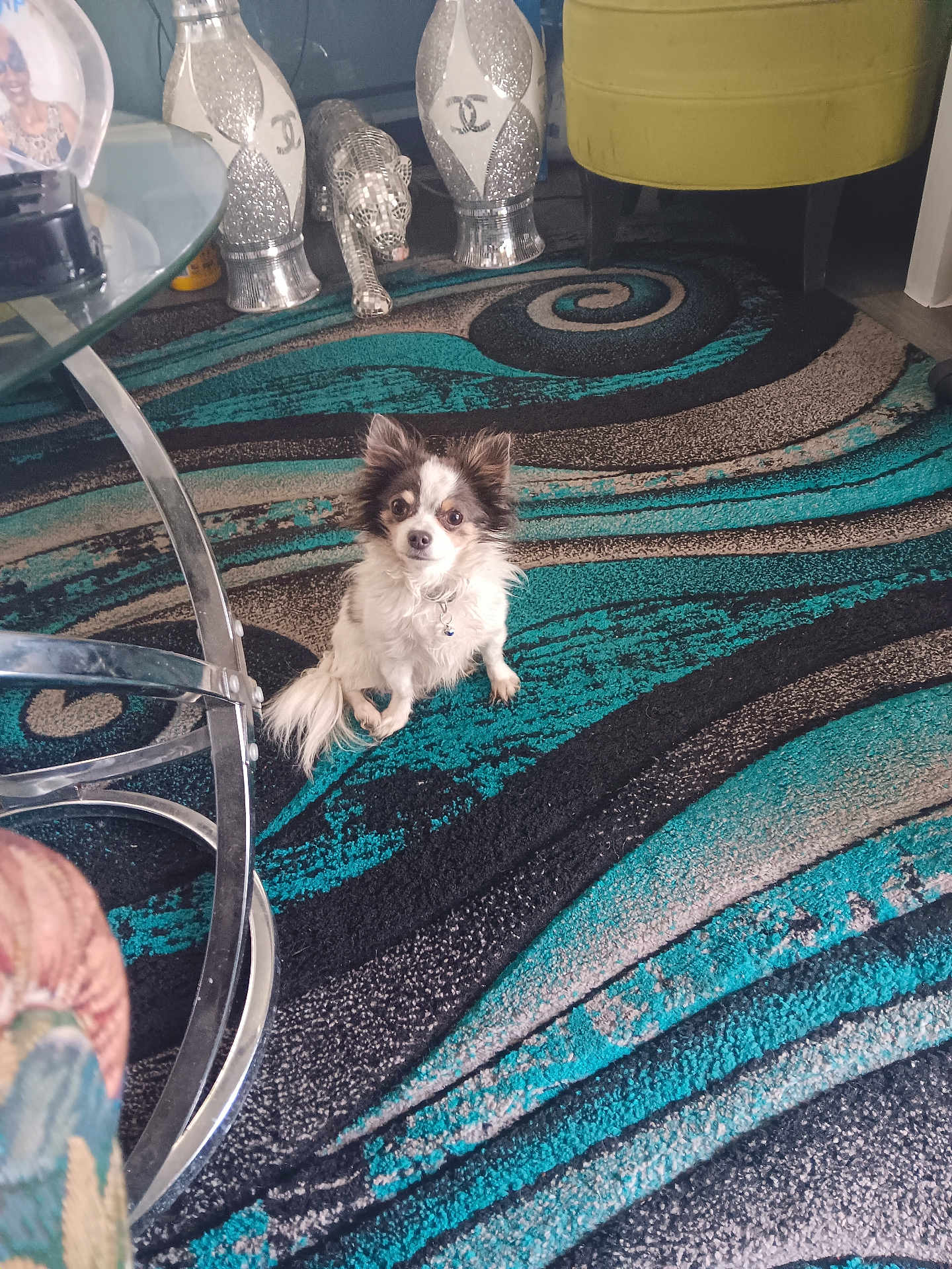 Muzzy joined the competition — help win amazing prizes! dog, small_dog, long_haired_dog, chihuahua, pet, patterned_rug, teal_rug, living_room, glass_coffee_table, metal_table_leg, decorative_statue, glitter_statue, yellow_chair, framed_photo, floor, pet_collar, cute_face, sitting, indoor, home_decor