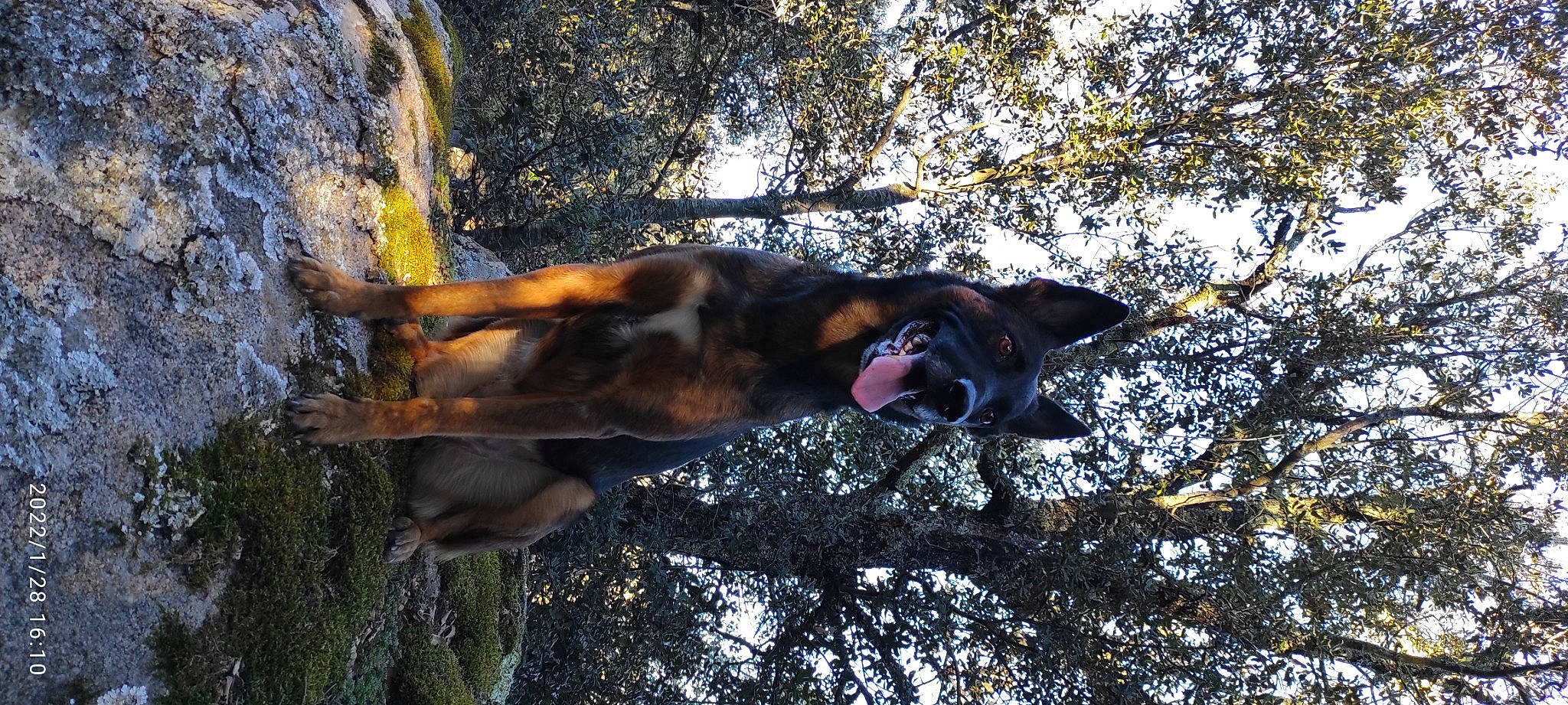 Païka participe au concours pour gagner de l'argent avec cette photo : adventure, branch, canidae, carnivore, dog, dog_breed, fawn, forest, guard_dog, plant, snout, sporting_group, sunlight, tail, tree, trunk, twig, wildlife, wood, working_animal