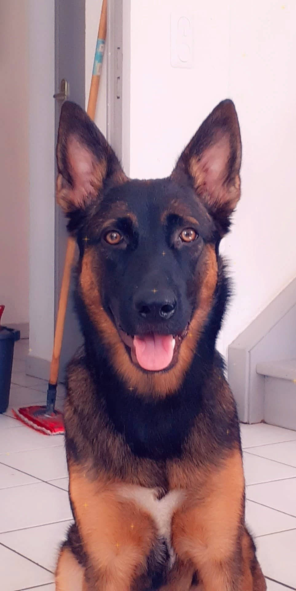 Païka participe au concours pour gagner de l'argent avec cette photo : belgian_shepherd, belgian_shepherd_malinois, bohemian_shepherd, canidae, carnivore, dog, dog_breed, ear, east_european_shepherd, german_shepherd_dog, king_shepherd, kunming_wolfdog, mammal, old_german_shepherd_dog, police_dog, rare_breed_dog, shiloh_shepherd_dog, snout, tervuren, vertebrate