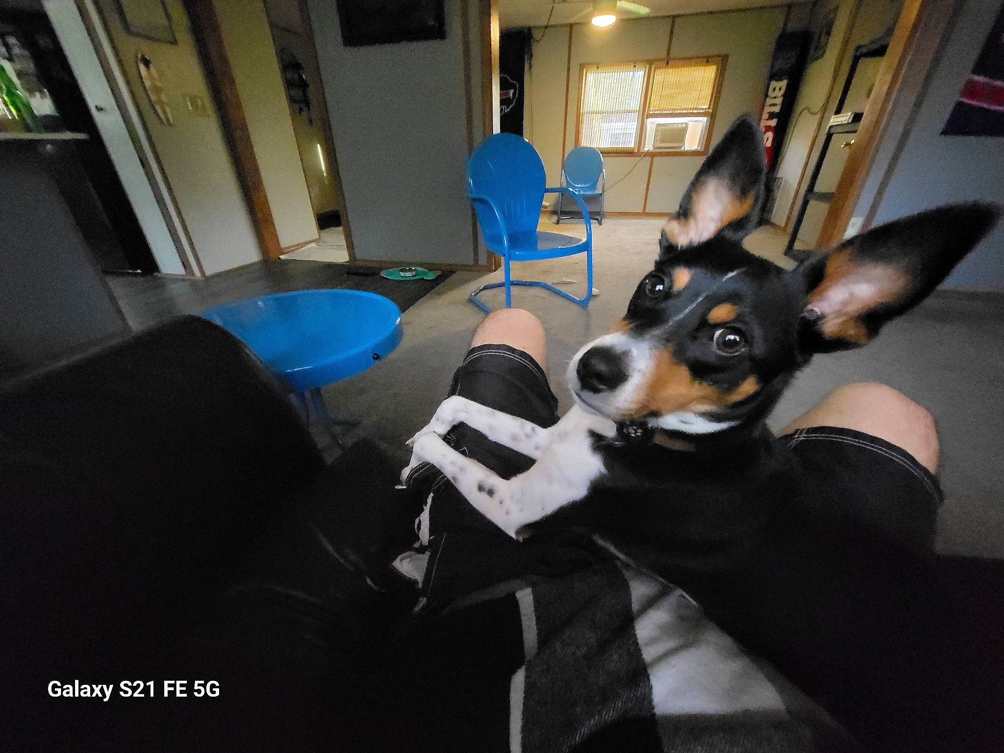 Mellow joined the competition — help win amazing prizes! canidae, carnivore, chair, comfort, companion_dog, dog, dog_breed, flooring, fur, guard_dog, pinscher, prazsky_krysarik, sitting, sporting_group, table, toy_dog, whiskers, working_animal, working_dog