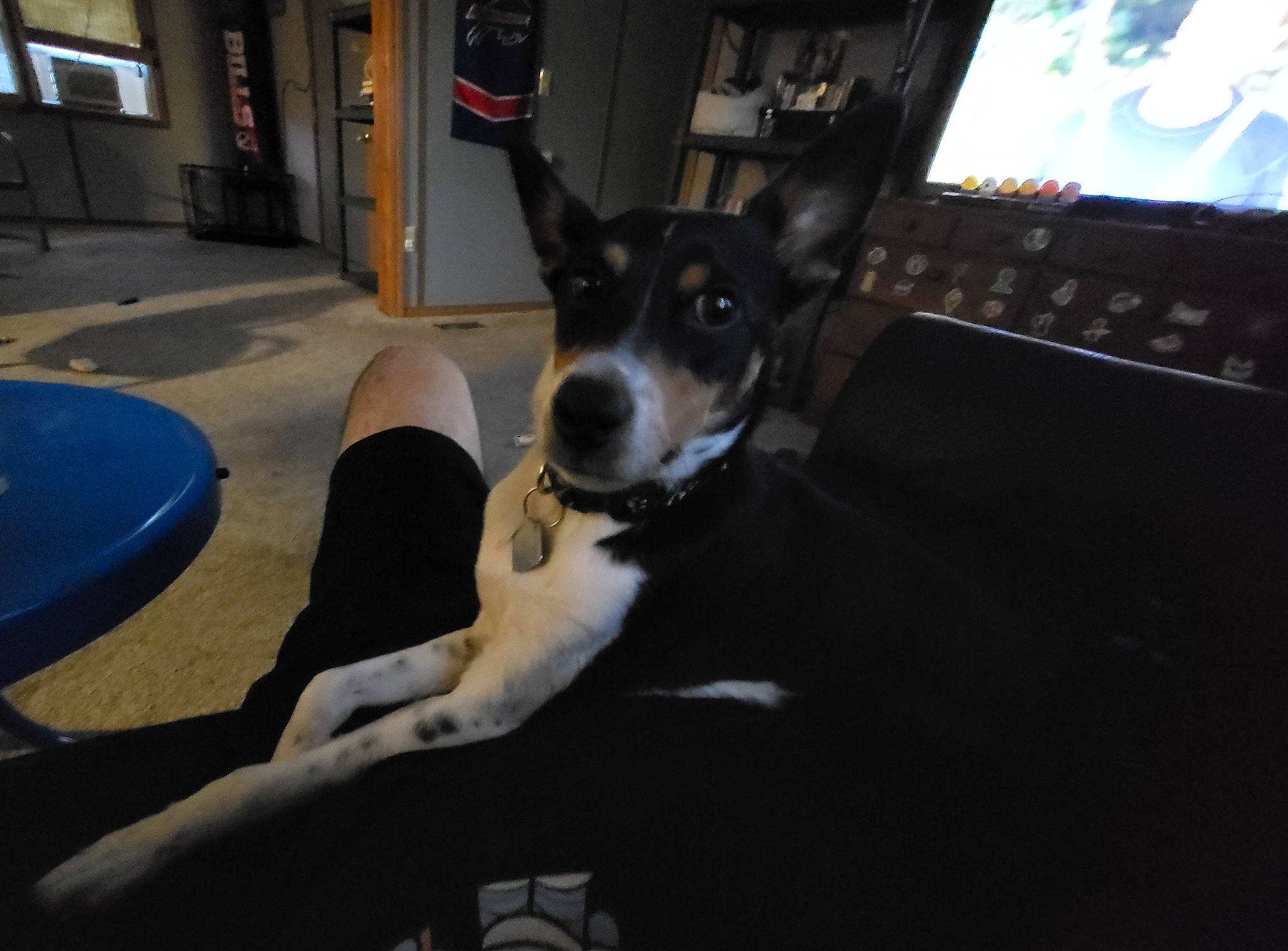 Mellow is registered to the contest to win money with this photo: cable_television, canidae, carnivore, companion_dog, display_device, dog, dog_breed, fawn, fur, guard_dog, led_backlit_lcd_display, non_sporting_group, picture_frame, snout, sporting_group, television, toy_dog, vehicle_door, window, working_dog