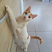 Osiris participe au concours pour gagner de l'argent avec cette photo : animal, cabinet, cat, curious, domestic_cat, ears, floor, handle, hind_legs, indoor, kitchen, kitten, looking_at_camera, orange_cat, pet, standing, tail, tile_floor, white_cat, wide_eyes