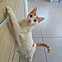 animal, cabinet, cat, curious, domestic_cat, ears, floor, handle, hind_legs, indoor, kitchen, kitten, looking_at_camera, orange_cat, pet, standing, tail, tile_floor, white_cat, wide_eyes