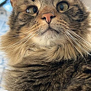 Bellamy is registered to the contest to win money with this photo: cat, tabby, fluffy, fur, whiskers, ears, pink_nose, close_up, indoor, pet, animal, curious, portrait, face, feline, mammal, cute, soft_light, domestic_animal