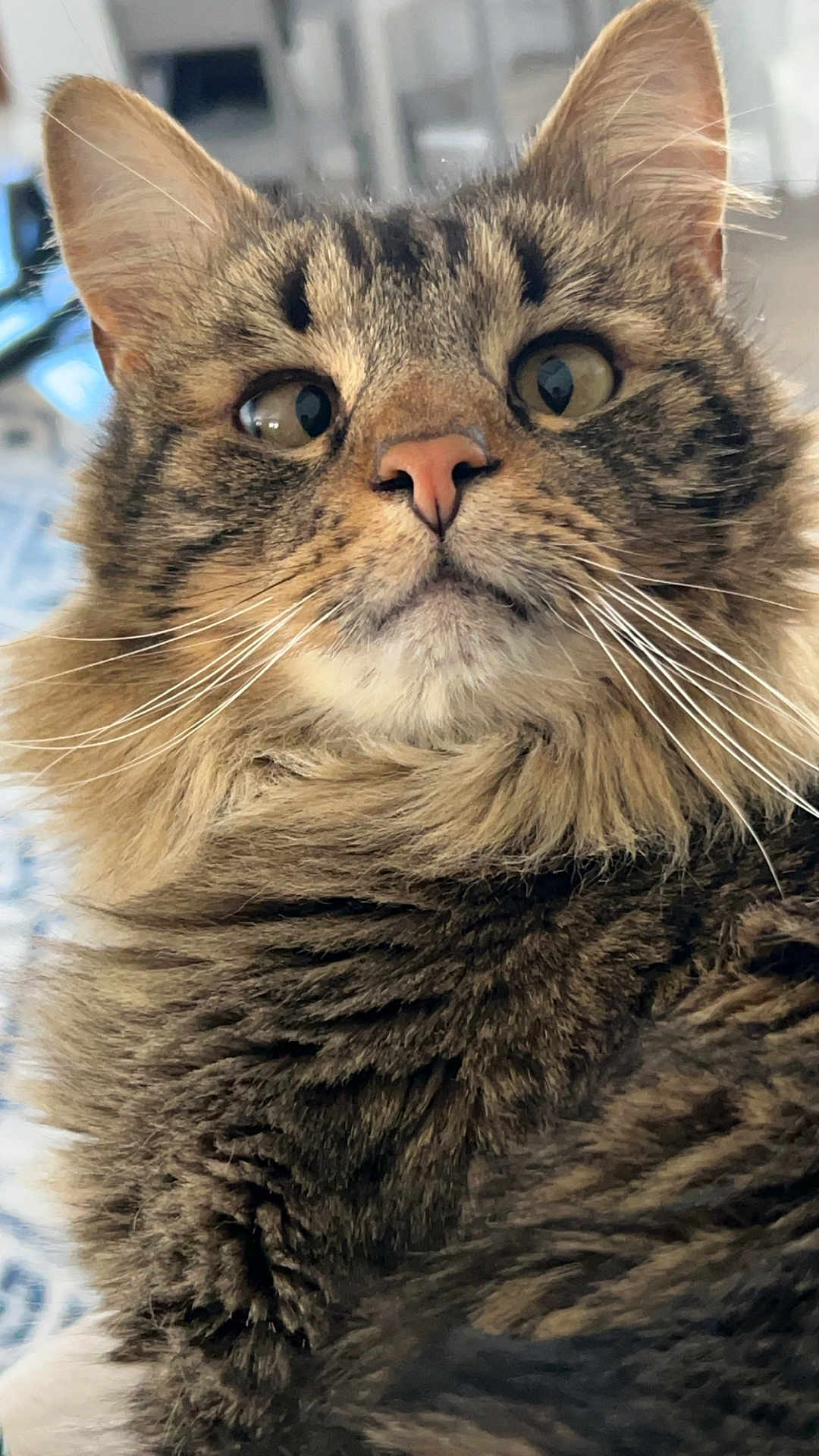 Bellamy is registered to the contest to win money with this photo: cat, tabby, fluffy, fur, whiskers, ears, pink_nose, close_up, indoor, pet, animal, curious, portrait, face, feline, mammal, cute, soft_light, domestic_animal