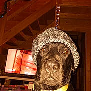 Juice participe au concours pour gagner de l'argent avec cette photo : dog, black_dog, knitted_hat, indoor, wooden_stairs, yellow_collar, pet, animal, face, portrait, warm_lighting, festive_lights, living_room, furniture, television, remote_control, table, cozy, winter_wear, closeup
