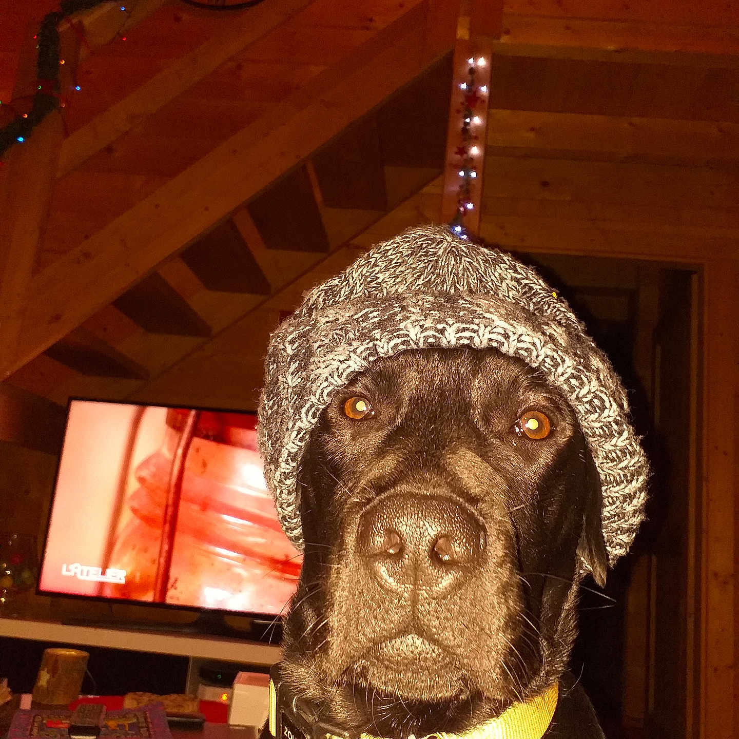 Juice participe au concours pour gagner de l'argent avec cette photo : animal, black_dog, closeup, cozy, dog, face, festive_lights, furniture, indoor, knitted_hat, living_room, pet, portrait, remote_control, table, television, warm_lighting, winter_wear, wooden_stairs, yellow_collar
