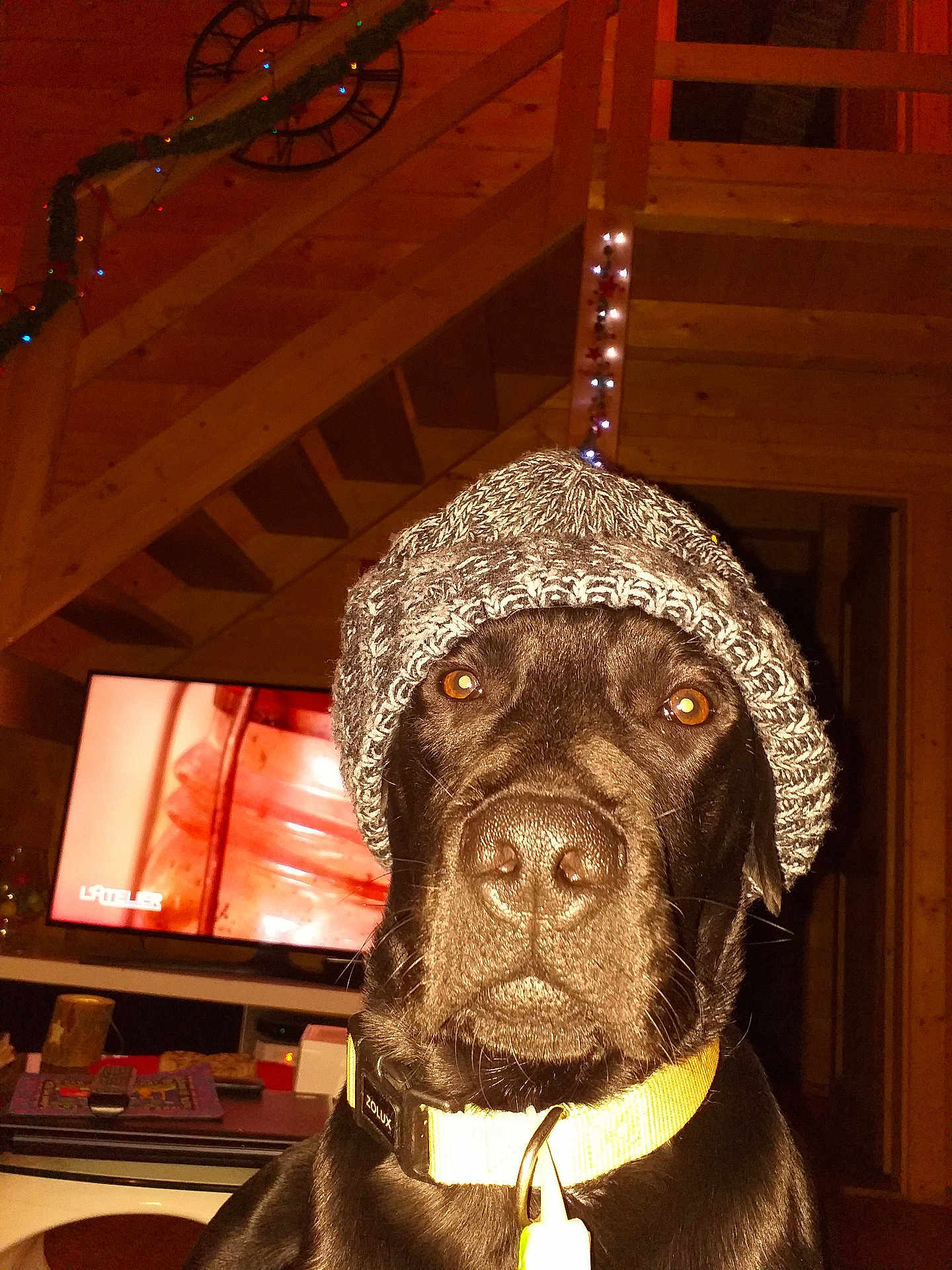 Juice participe au concours pour gagner de l'argent avec cette photo : dog, black_dog, knitted_hat, indoor, wooden_stairs, yellow_collar, pet, animal, face, portrait, warm_lighting, festive_lights, living_room, furniture, television, remote_control, table, cozy, winter_wear, closeup