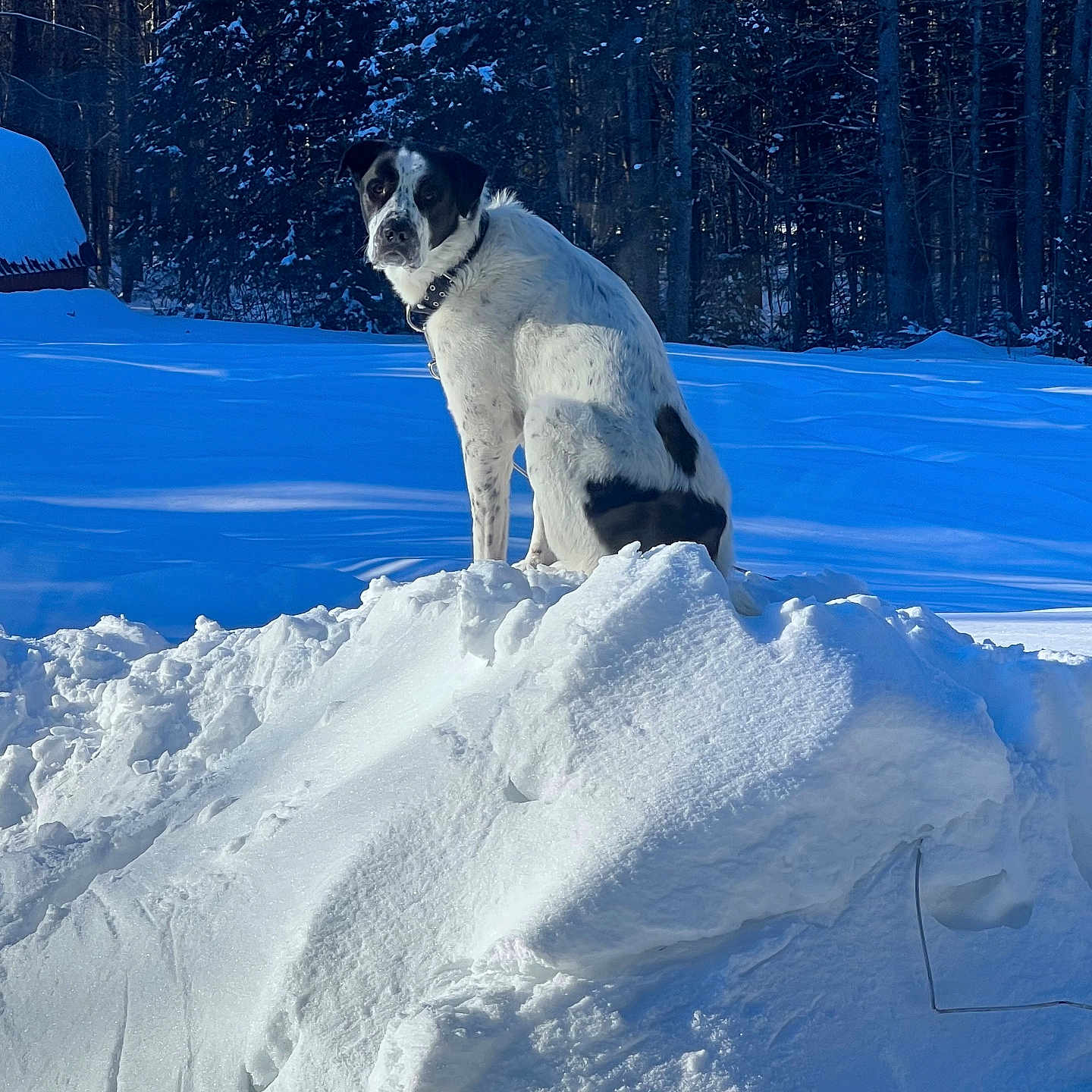 Ted joined the competition — help win amazing prizes! animal, blizzard, canine, dog, fir, husky, ice, land, nature, outdoors, pet, piste, plant, pointer, scenery, snow, sport, storm, tree, winter