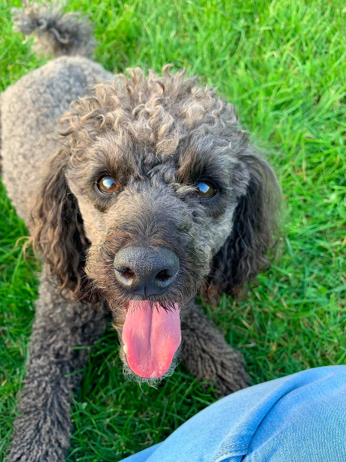 Red is registered to the contest to win money with this photo: canidae, carnivore, circle, companion_dog, dog, dog_breed, dog_collar, fur, grass, plant, poodle, puppy, snout, soil, sporting_group, terrestrial_animal, terrier, water_dog, working_animal, working_dog