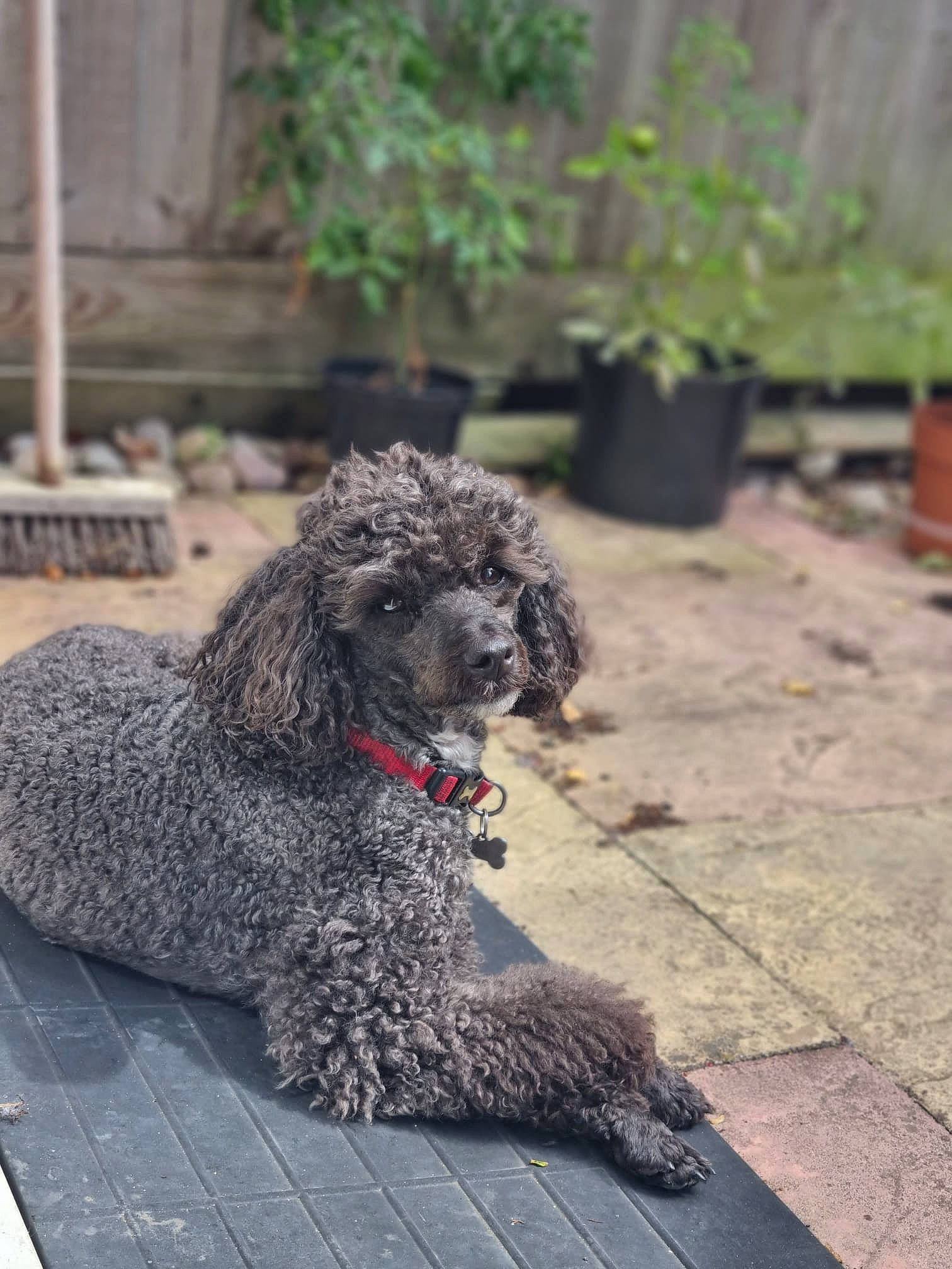 Red joined the competition — help win amazing prizes! art, canidae, carnivore, collar, companion_dog, dog, dog_breed, flowerpot, fur, houseplant, non_sporting_group, plant, poodle, poodle_crossbreed, snout, sporting_group, terrier, toy_dog, water_dog, working_animal