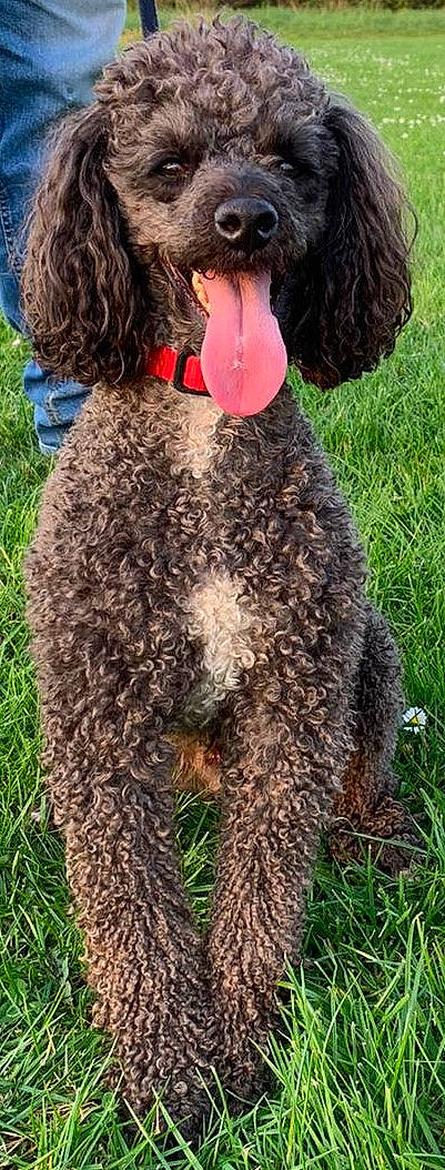 Red is registered to the contest to win money with this photo: canidae, carnivore, collar, companion_dog, dog, dog_breed, dog_collar, dog_supply, fashion_accessory, fashion_design, fur, grass, liver, magenta, natural_material, scarf, sporting_group, sunglasses, water_dog, working_animal