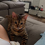 Taco joined the competition — help win amazing prizes! cat, bengal_cat, feline, pet, animal, portrait, close_up, indoors, living_room, couch, sofa, blanket, pillow, tissue, striped, spotted, sitting, staring, whiskers, home