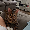 cat, bengal_cat, feline, pet, animal, portrait, close_up, indoors, living_room, couch, sofa, blanket, pillow, tissue, striped, spotted, sitting, staring, whiskers, home