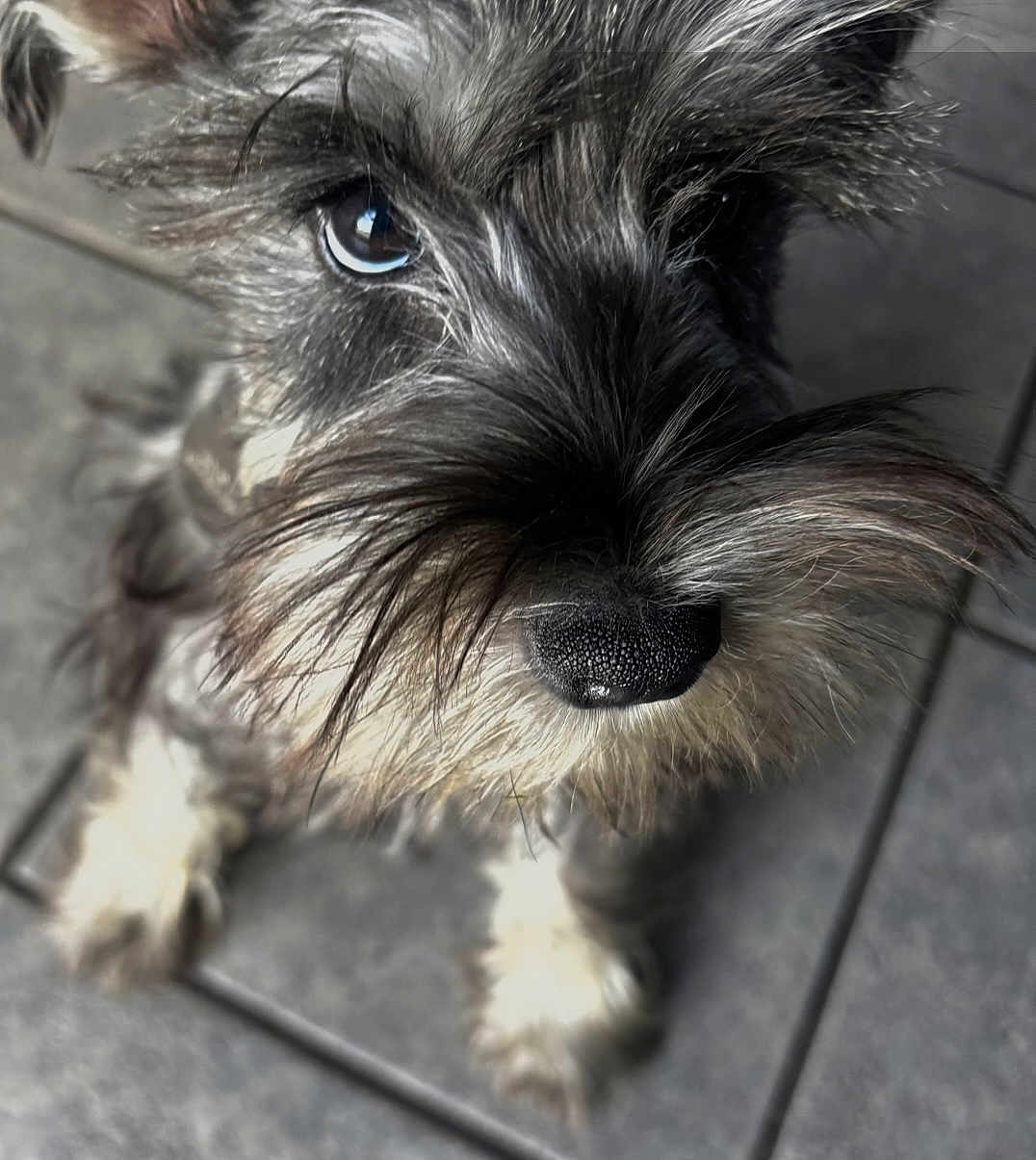 Rocky joined the competition — help win amazing prizes! dog, close_up, pet, canine, fur, nose, eyes, scruffy, curious, indoor, tile_floor, whiskers, animal, companion, cute, portrait, looking_up, furry, mammal, friendly