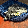 Rocky is registered to the contest to win money with this photo: dog, pet, dog_bed, stuffed_toy, plush_toy, resting, cozy, gray_dog, curled_up, indoor, floor, cardboard_boxes, relaxed, animal, cute, snuggling, fur, laying_down, home, comfort