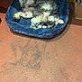 Rocky is registered to the contest to win money with this photo: dog, pet_bed, sleeping, fluffy, relaxed, indoor, cardboard_boxes, blue_bed, floor, napping, cozy, fur, animal, canine, resting, paw, tail, collar, domestic, quiet