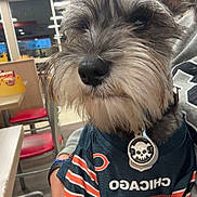 Rocky joined the competition — help win amazing prizes! dog, pet, indoor, restaurant, clothing, jersey, chicago, sportswear, seated, furry, black_nose, ears, animal, companion, human_arm, table, chair, window, casual, portrait