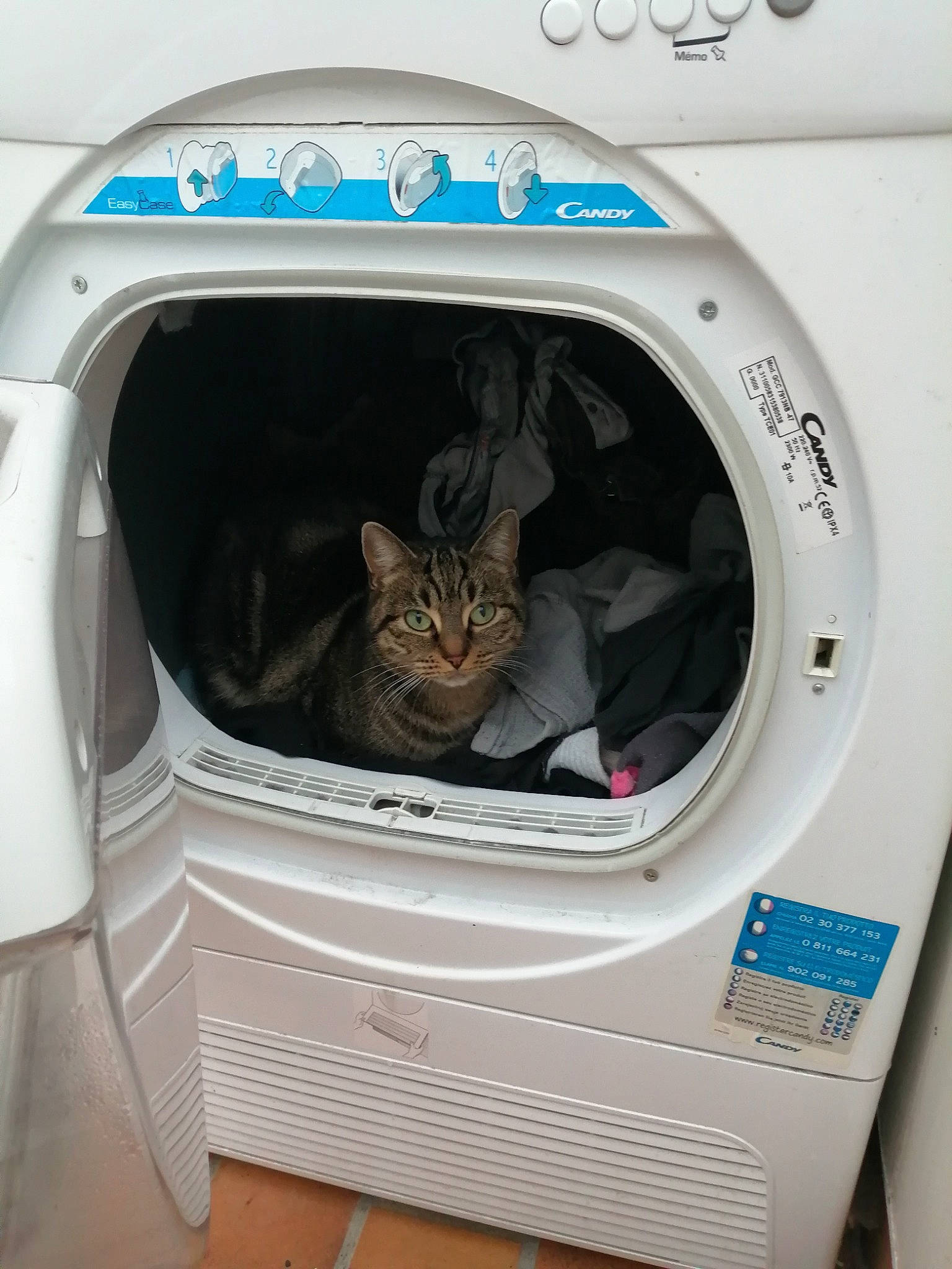 Mimine a rejoint le concours — aidez-le/la à gagner de superbes lots ! carnivore, cat, circle, clothes_dryer, electric_blue, felidae, gas, home_appliance, laundry, laundry_room, laundry_supply, machine, major_appliance, output_device, pet_supply, small_to_medium_sized_cats, technology, washing_machine, whiskers, white