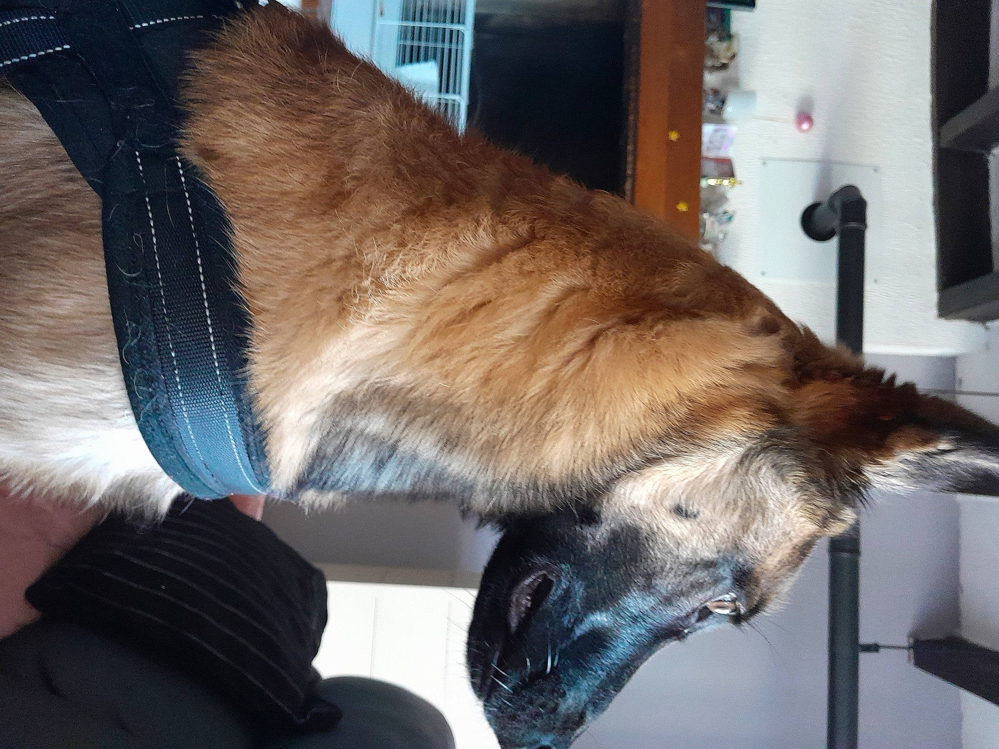 Saïko participe au concours pour gagner de l'argent avec cette photo : canidae, carnivore, claw, collar, companion_dog, dog, dog_breed, fawn, felidae, fur, german_shepherd_dog, gesture, human_leg, small_to_medium_sized_cats, snout, sporting_group, tail, whiskers, wing, working_animal