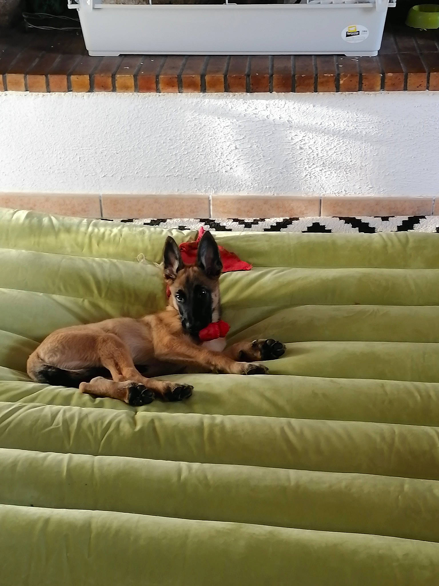 Saïko a rejoint le concours — aidez-le/la à gagner de superbes lots ! bedding, bedroom, carnivore, comfort, companion_dog, couch, dog, dog_breed, fawn, flooring, fun, grass, hardwood, house, linens, recreation, room, tints_and_shades, wood, working_animal