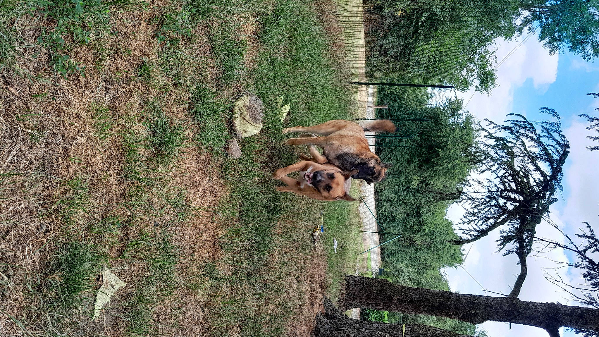 Saïko a rejoint le concours — aidez-le/la à gagner de superbes lots ! canidae, cloud, dog, dog_breed, fawn, forest, grass, landscape, plant, sky, soil, sporting_group, terrestrial_animal, tree, trunk, twig, wildlife, wood, working_animal