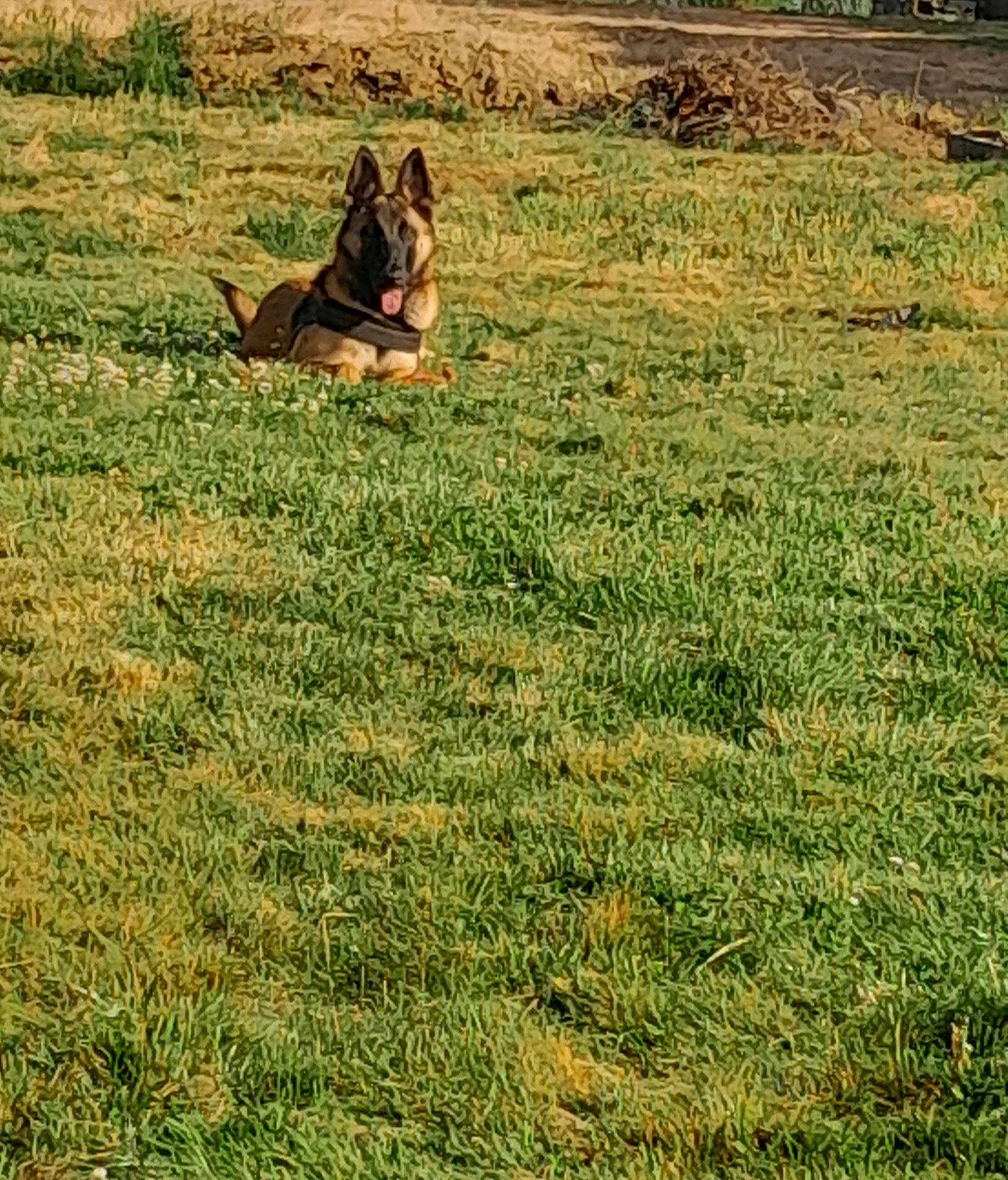 Saïko participe au concours pour gagner de l'argent avec cette photo : agriculture, canidae, carnivore, dog, dog_breed, fawn, field, grass, grass_family, grassland, groundcover, landscape, lawn, meadow, natural_landscape, people_in_nature, plant, prairie, sporting_group, tree