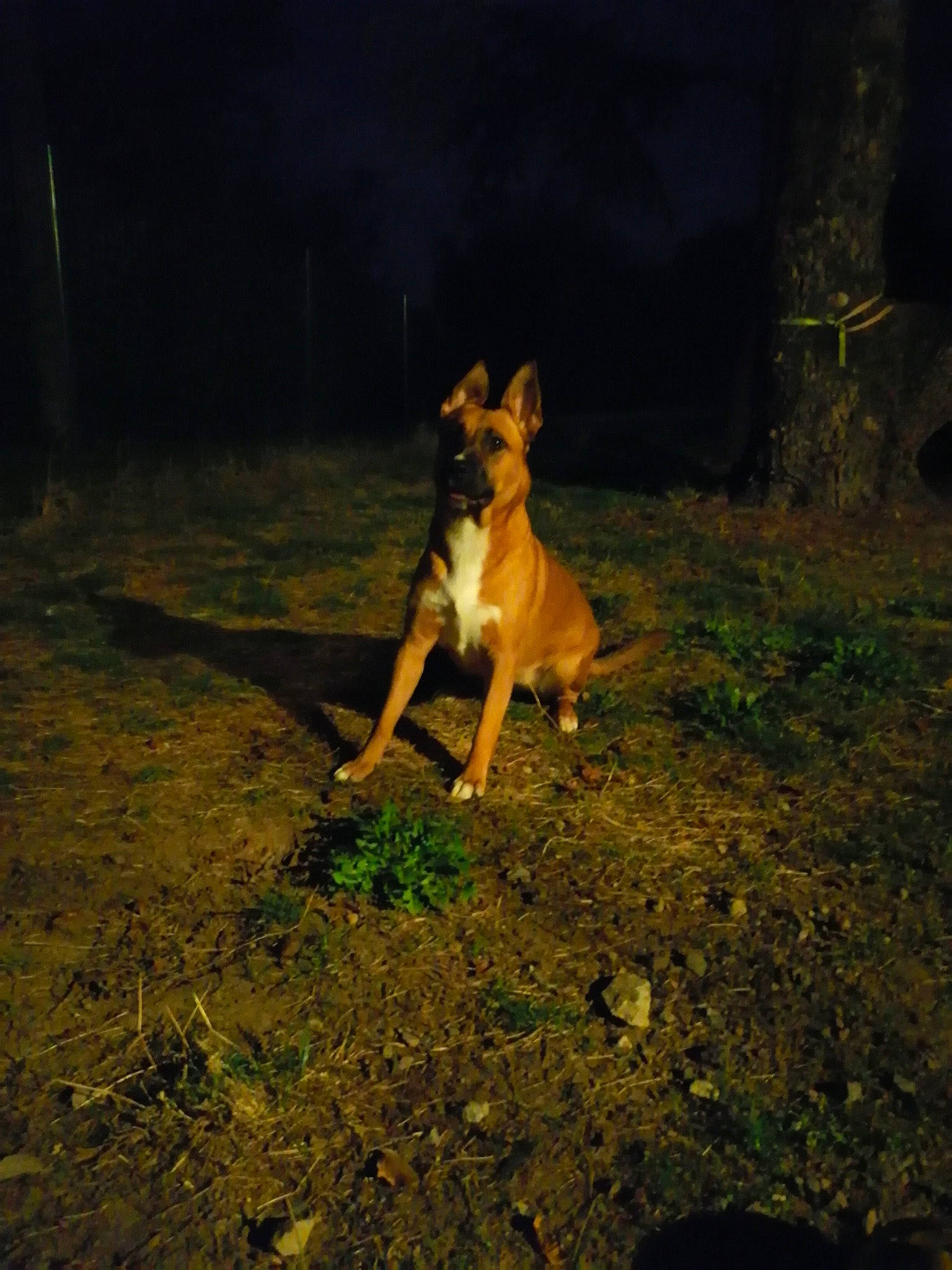Ruby participe au concours pour gagner de l'argent avec cette photo : canidae, carnivore, darkness, dog, dog_breed, fawn, grass, hunting_dog, landscape, midnight, night, paw, plant, soil, sporting_group, tail, terrestrial_animal, wildlife, wood, working_dog
