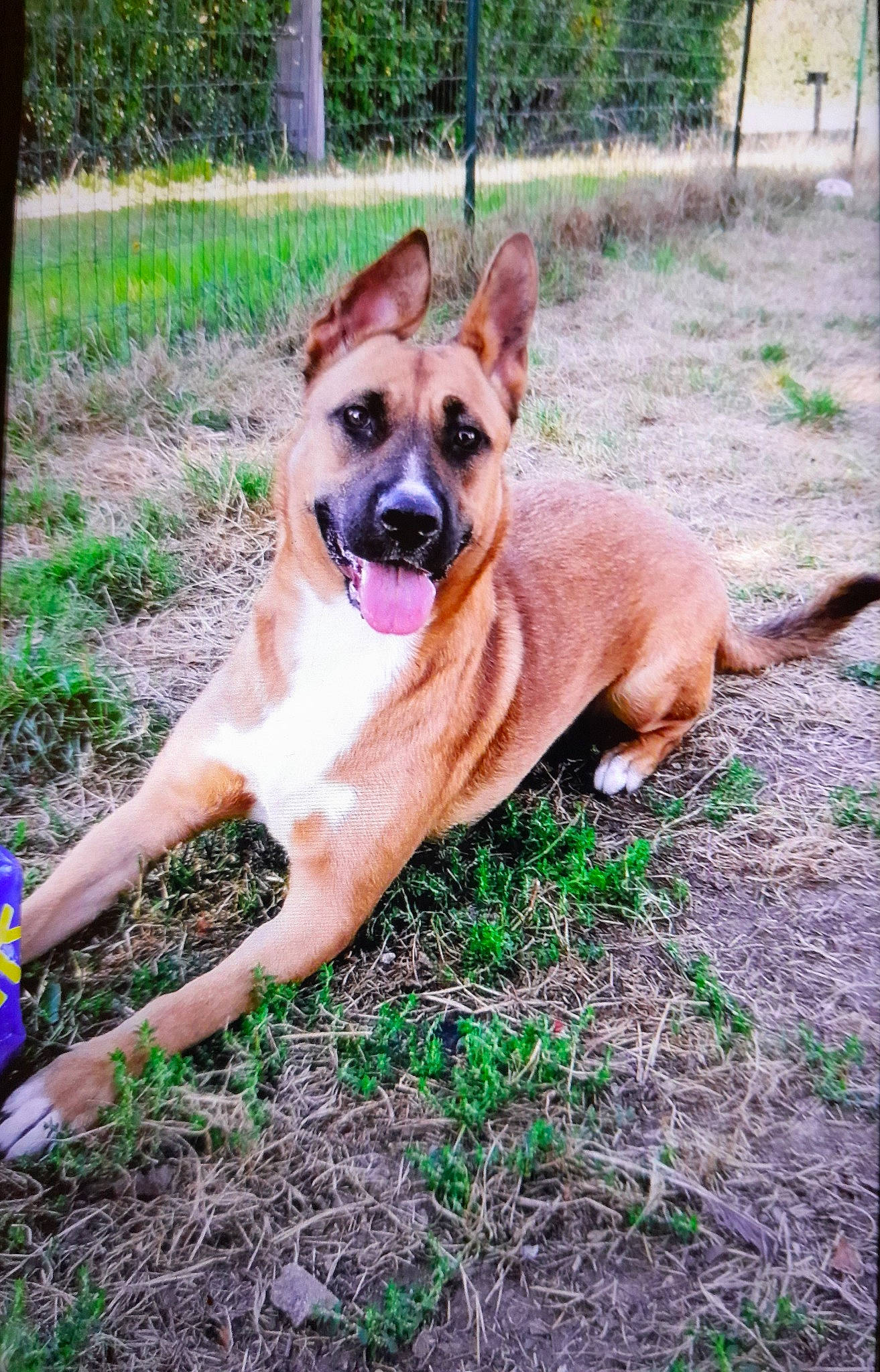 Ruby a rejoint le concours — aidez-le/la à gagner de superbes lots ! biting, canidae, carnivore, collar, companion_dog, dog, dog_breed, dog_supply, fawn, grass, guard_dog, plant, snout, sporting_group, tail, terrestrial_animal, tree, wildlife, working_animal, working_dog