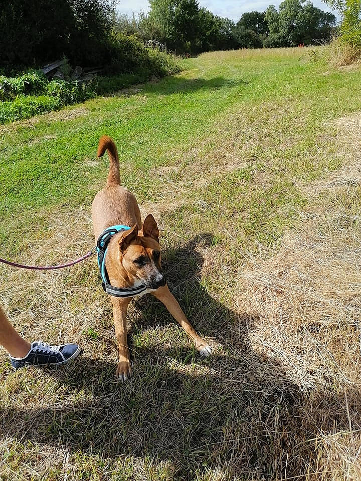 Ruby participe au concours pour gagner de l'argent avec cette photo : canidae, carnivore, collar, companion_dog, dog, dog_breed, dog_walking, fawn, grass, grassland, leash, pet_supply, plant, sky, soil, sporting_group, tail, thigh, tree, working_animal
