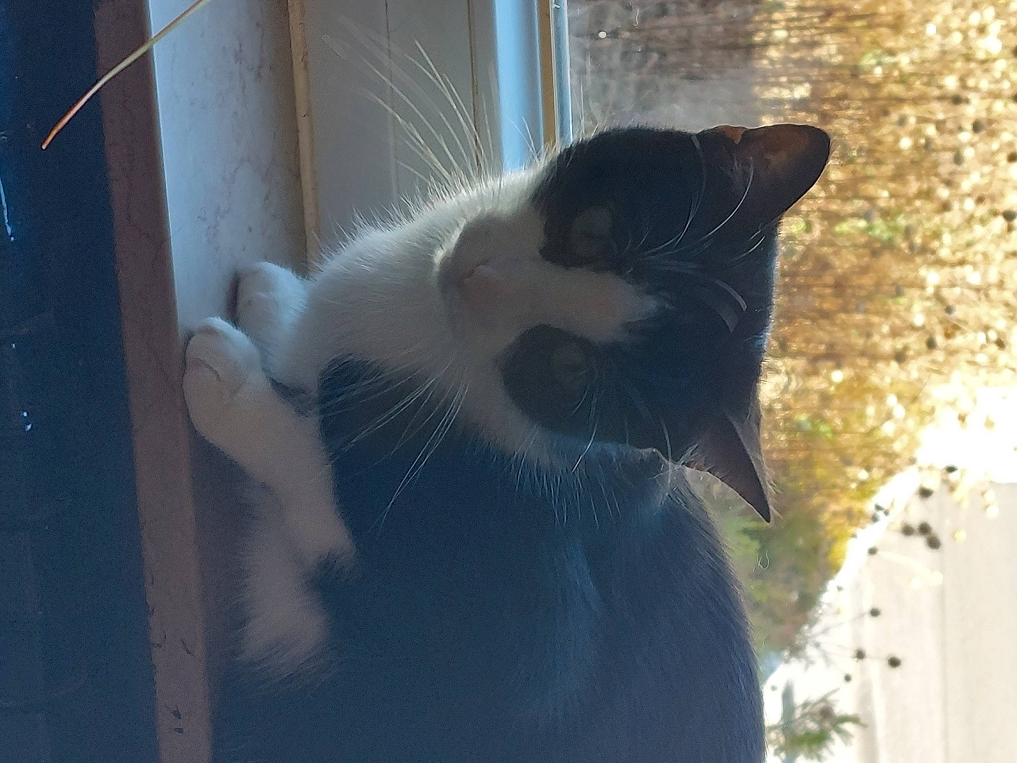 Kitty participe au concours pour gagner de l'argent avec cette photo : carnivore, cat, domestic_short_haired_cat, door, felidae, fur, glass, grass, shadow, small_to_medium_sized_cats, snout, tail, tints_and_shades, tree, whiskers, window, winter, wood