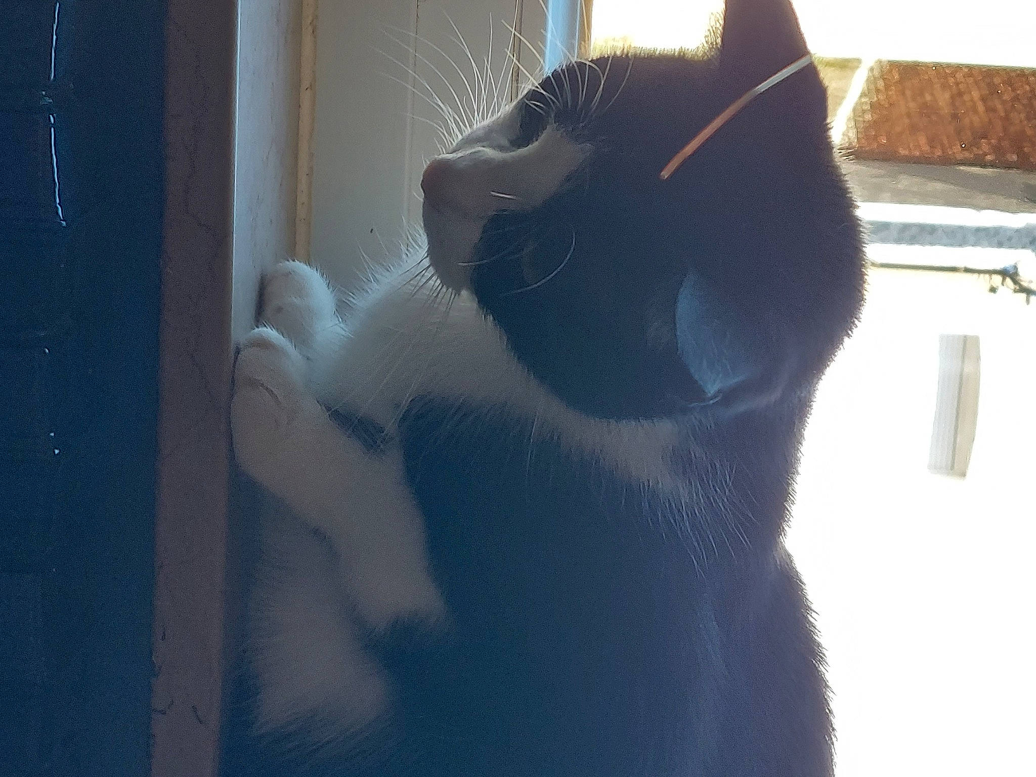 Kitty participe au concours pour gagner de l'argent avec cette photo : black_cat, carnivore, cat, domestic_short_haired_cat, ear, electric_blue, felidae, fur, grey, jaw, paw, room, shadow, small_to_medium_sized_cats, snout, tail, terrestrial_animal, tints_and_shades, whiskers, window