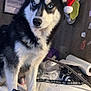 Blaze joined the competition — help win amazing prizes! dog, siberian_husky, blue_eyes, black_and_white_fur, santa_hat, indoor, wood_panel_wall, spray_bottle, white_surface, clutter, framed_sign, keys, paper_towel, plastic_bag, adidas_lanyard, pet, animal, portrait, furniture, room