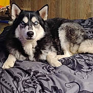 Blaze joined the competition — help win amazing prizes! dog, husky, blue_eyes, fur, pet, bed, blanket, indoor, wooden_wall, resting, animal, canine, laying_down, black_and_white, portrait, cozy, domestic, muzzle, ears, tail